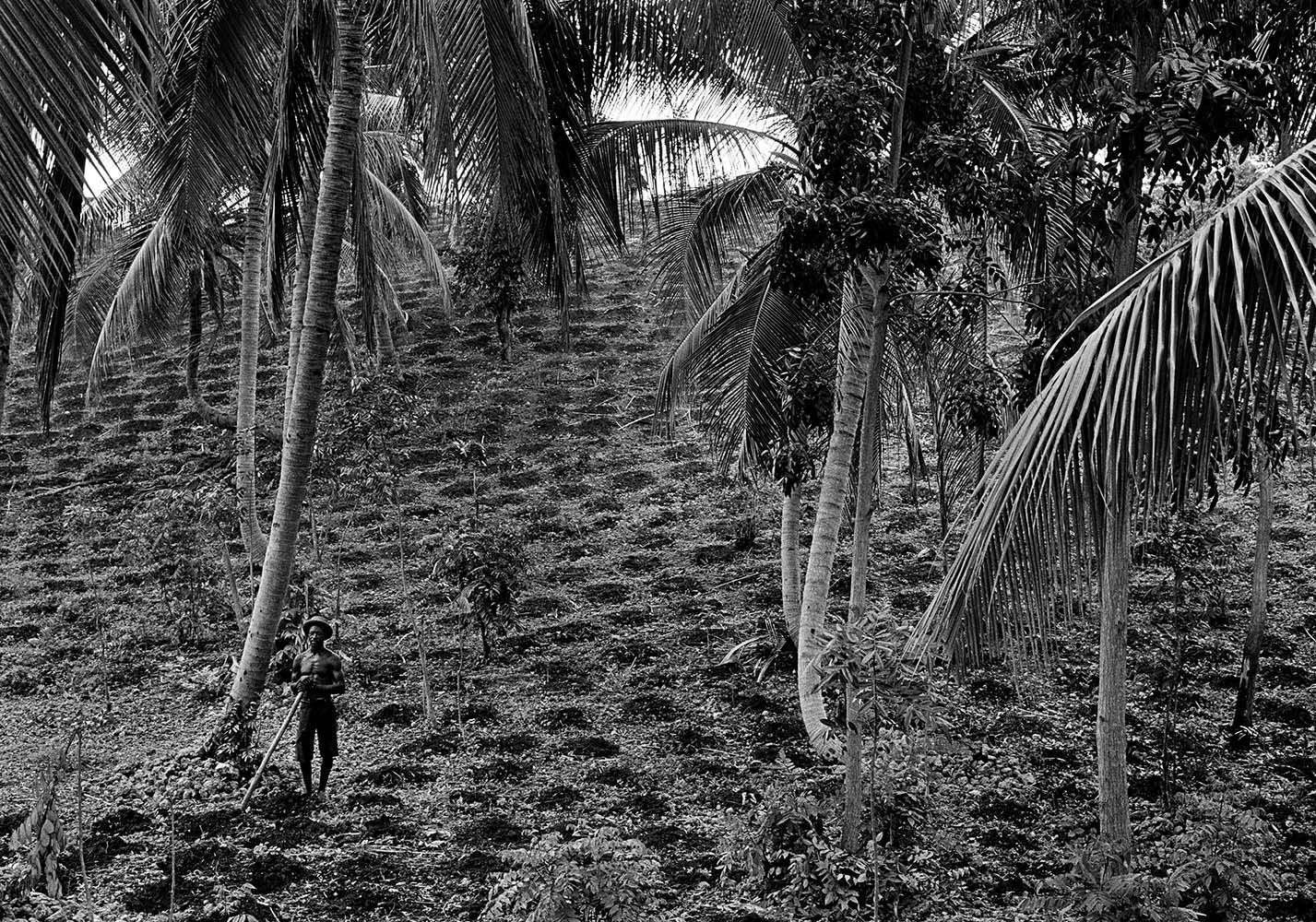 Man in Palm Grove, Haiti, 1982© Rodney Smith
