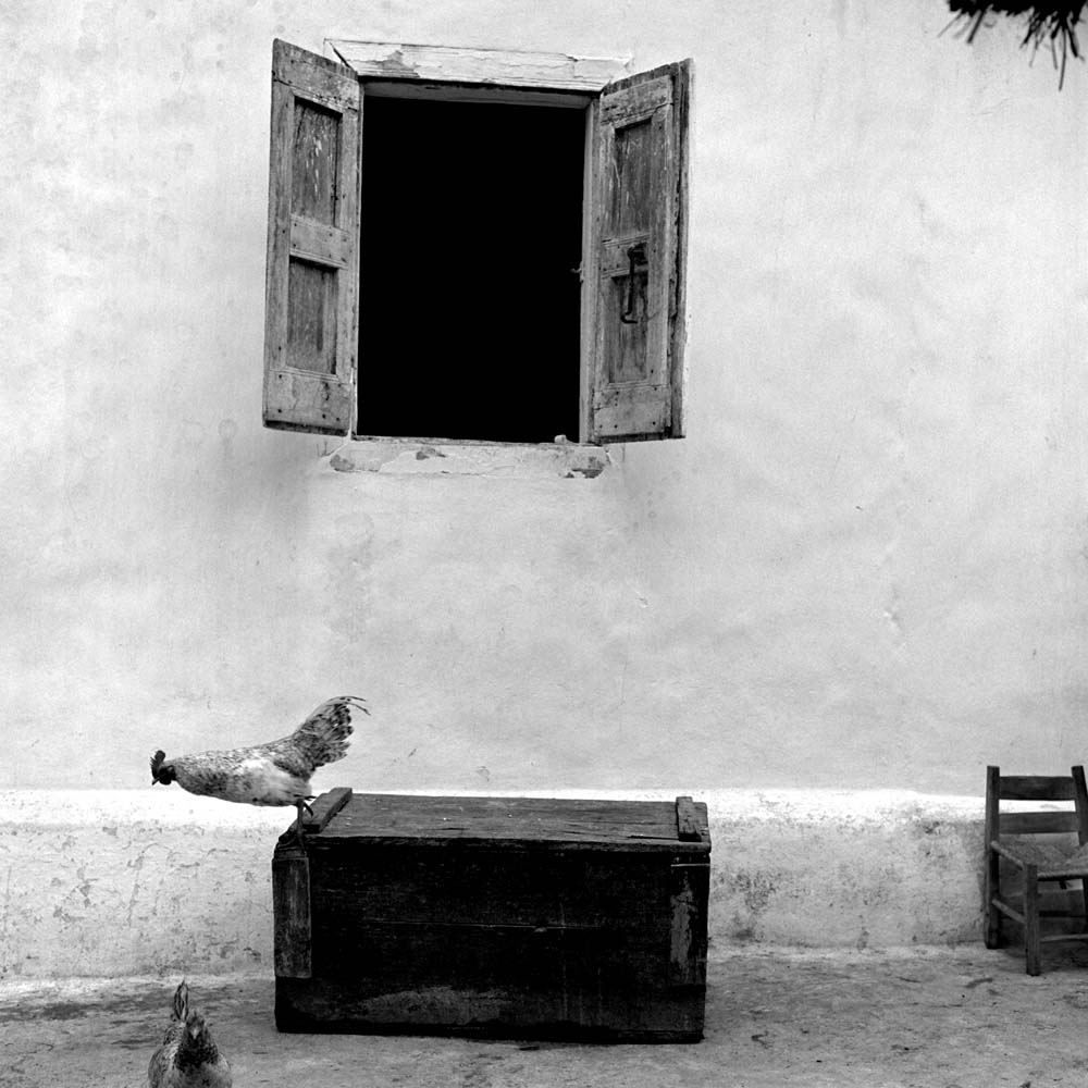 Chicken, La Valle, Haiti, 1982© Rodney Smith