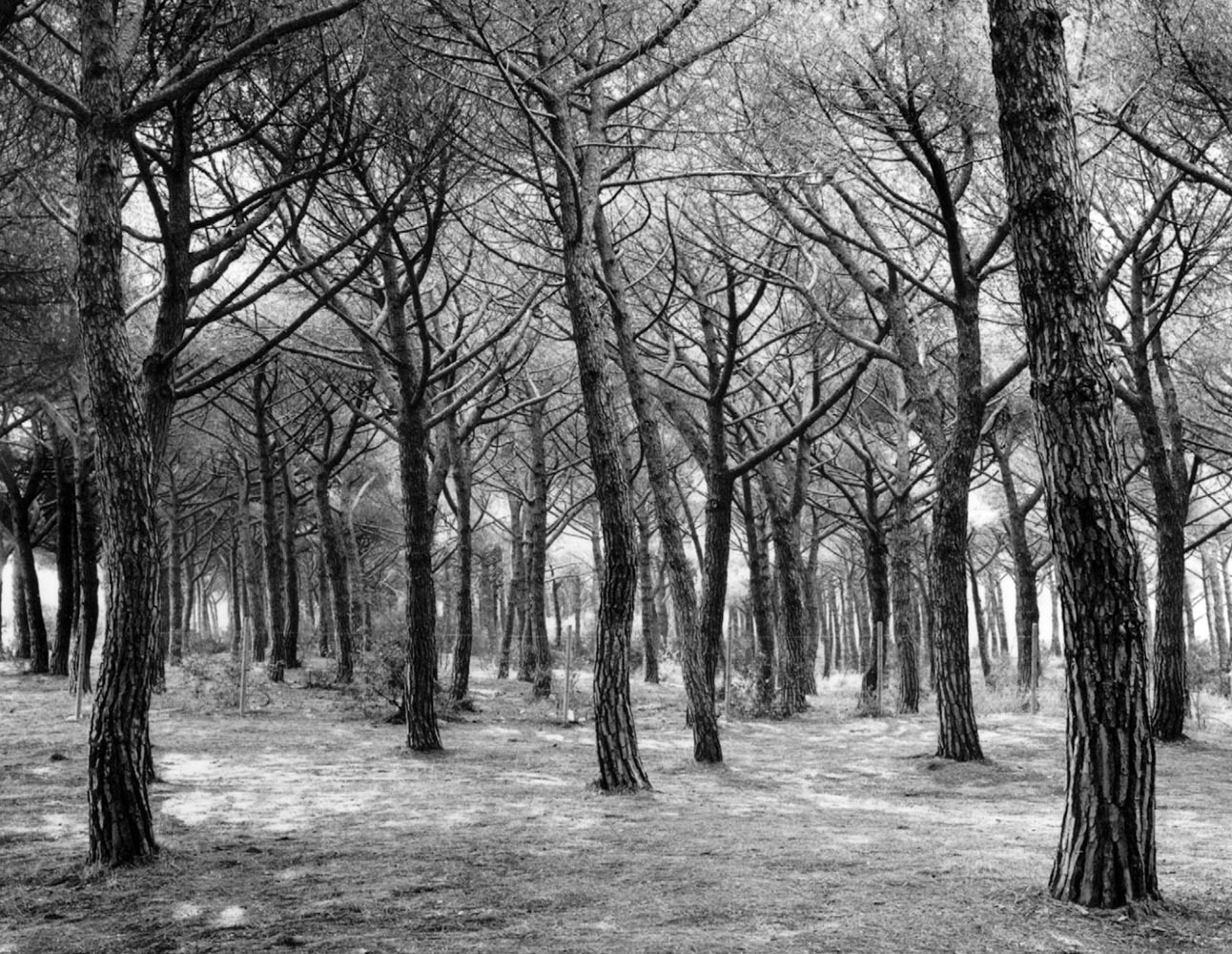 Grove of Trees, Italy, 1990© Rodney Smith