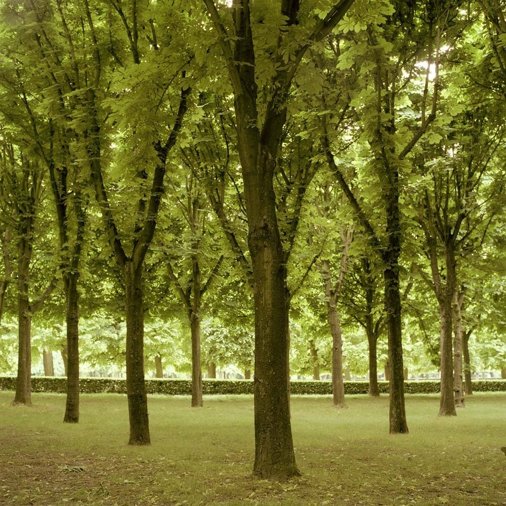Grove, Parc de Sceaux, Paris, France, 2004© Rodney Smith