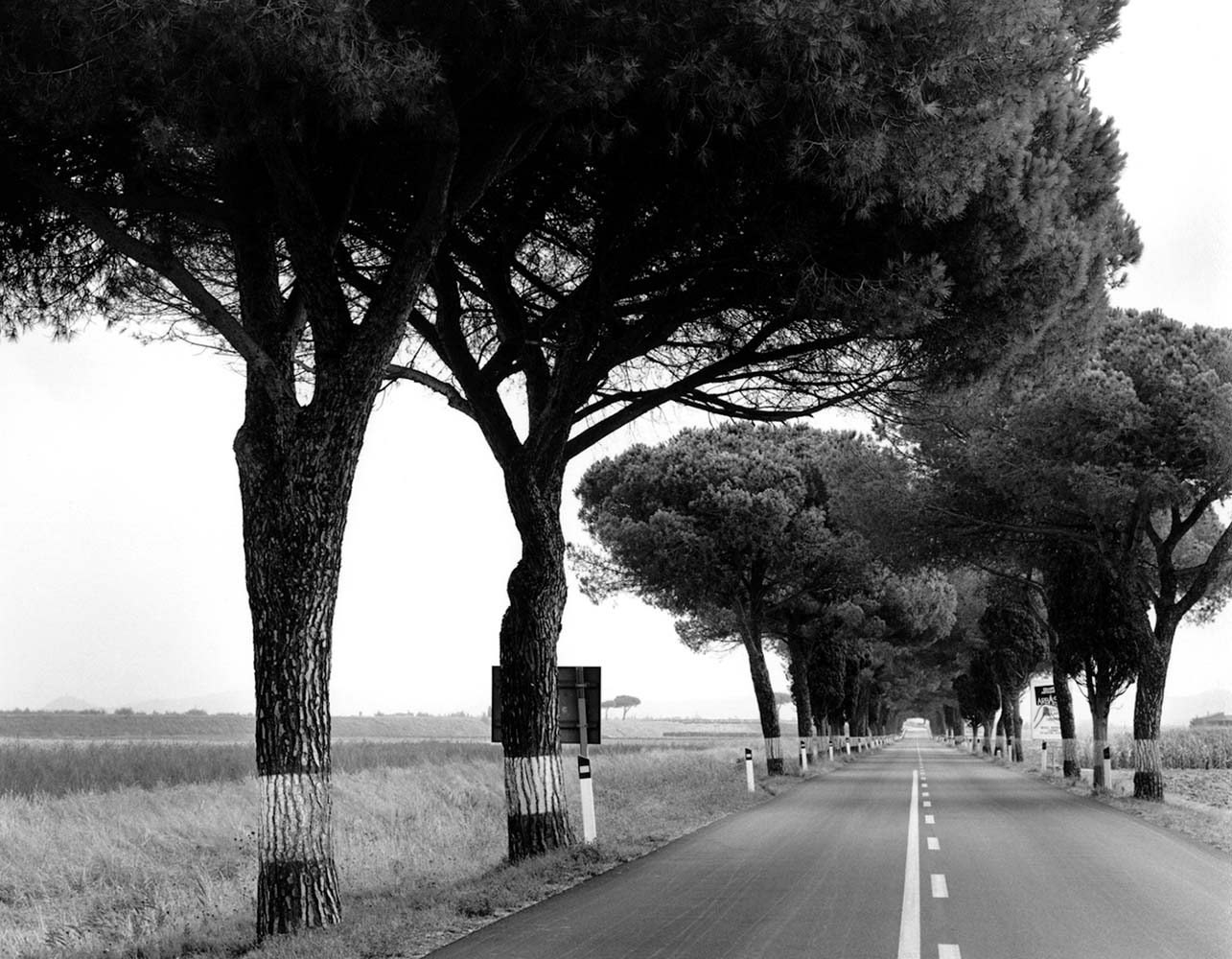 Road with Trees No. 3, Italy, 1990© Rodney Smith