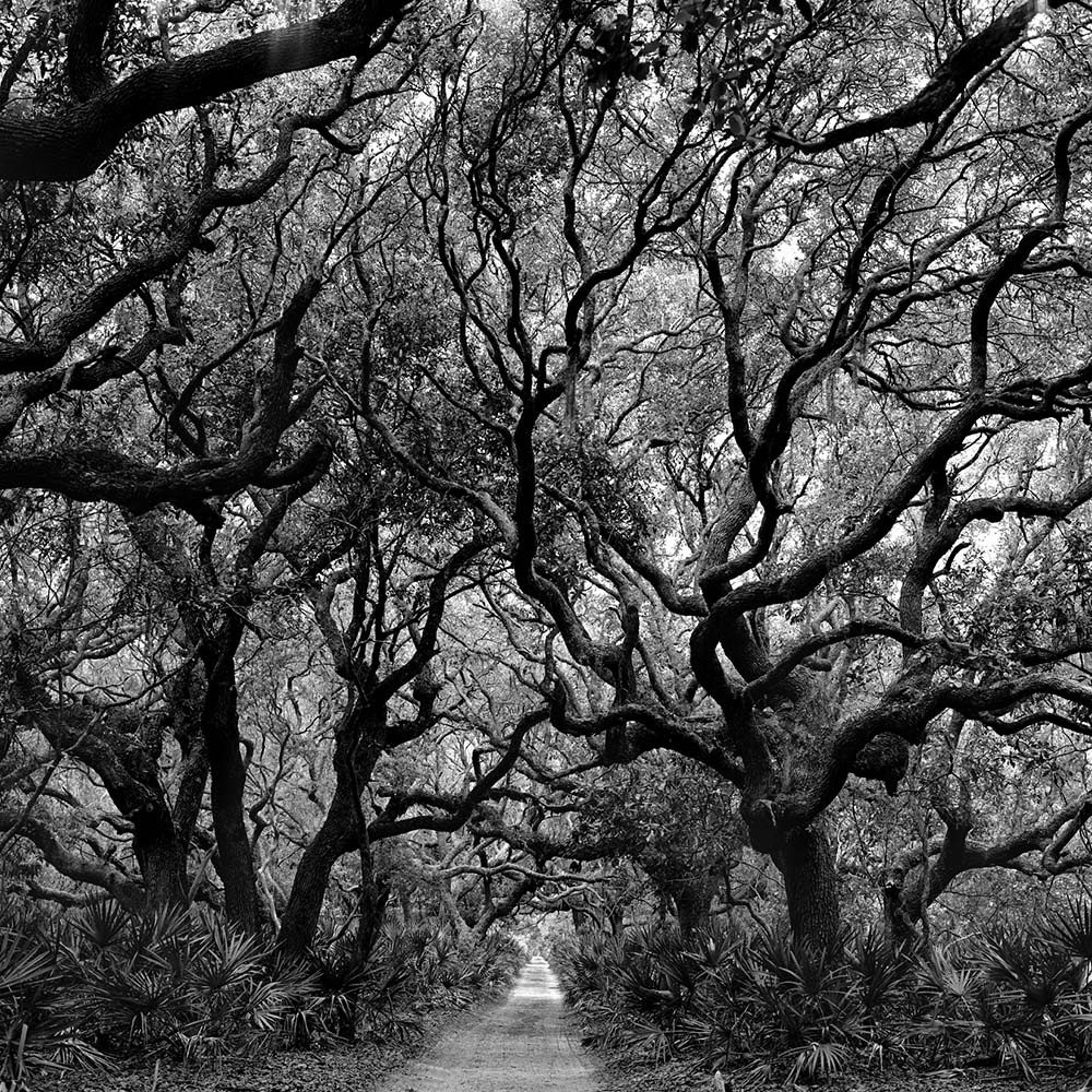 Trees, Cumberland Island, Georgia, 1991© Rodney Smith